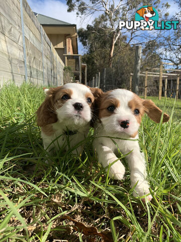 Purebred Cavalier King Charles Spaniel Puppies