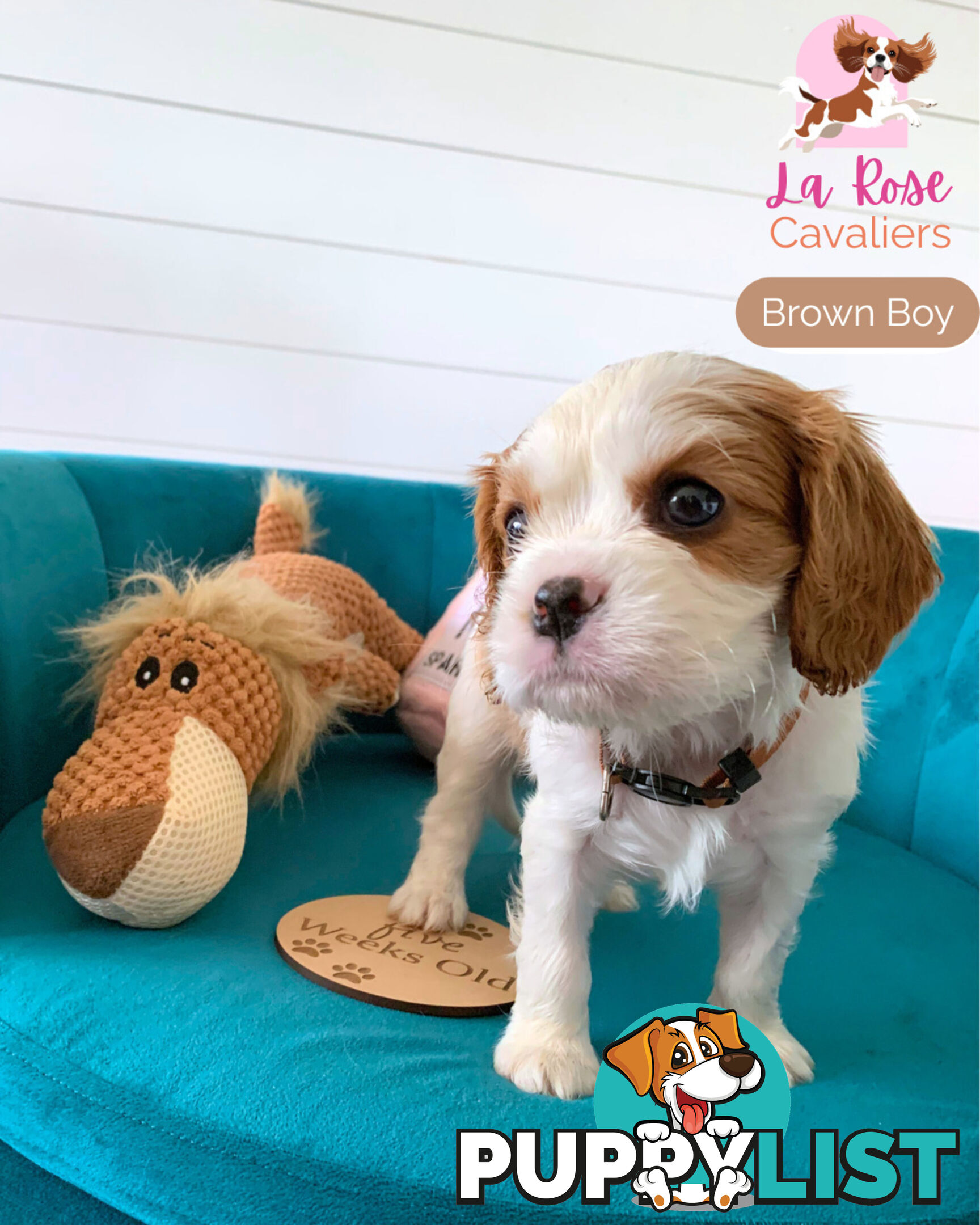 Purebred Cavalier King Charles Spaniel Puppies