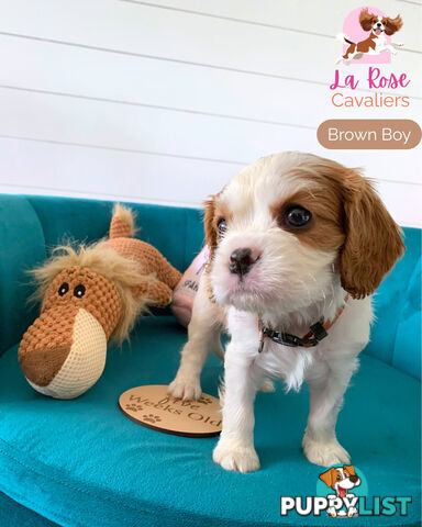 Purebred Cavalier King Charles Spaniel Puppies