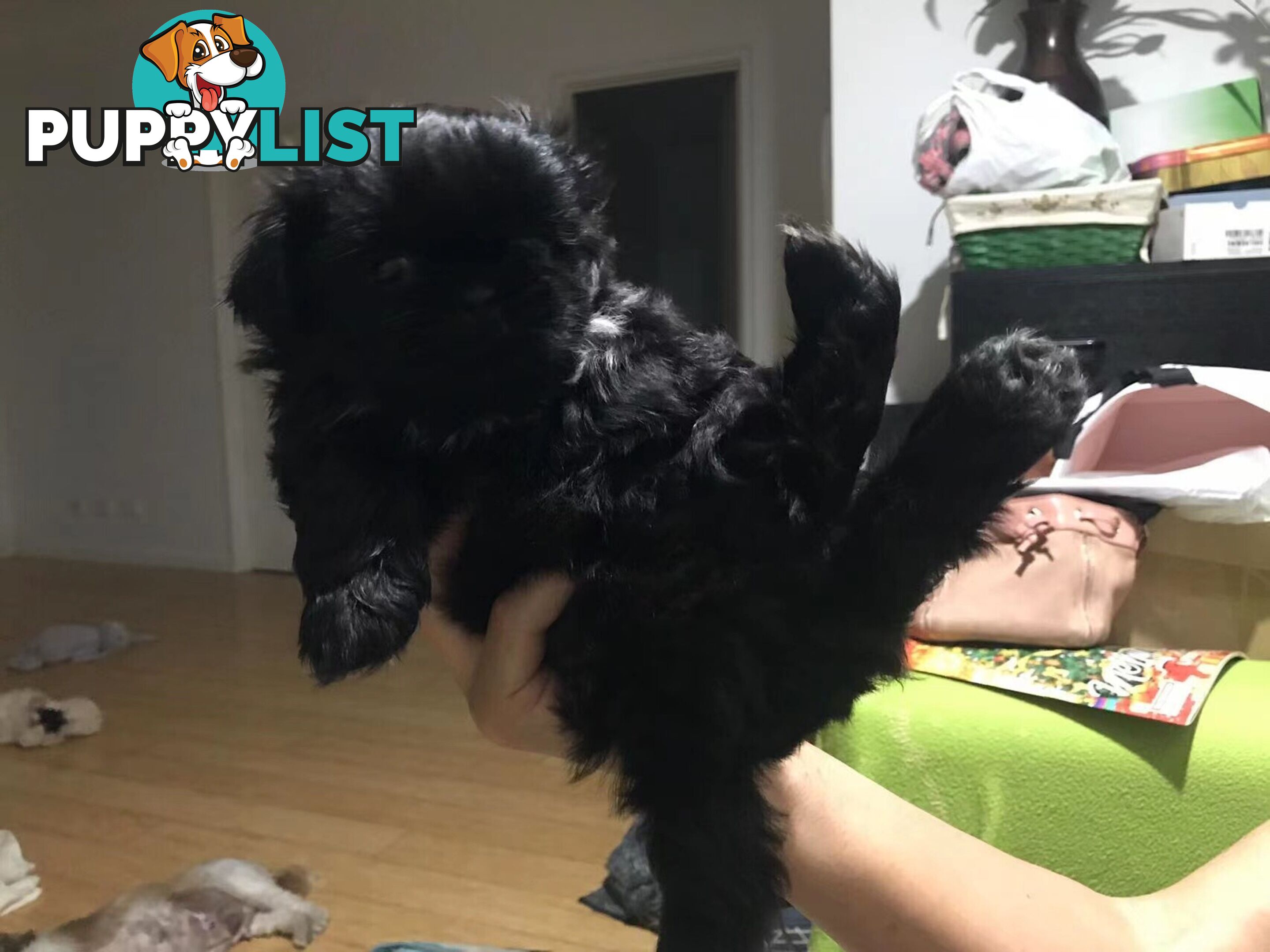 Shih Tzu puppy