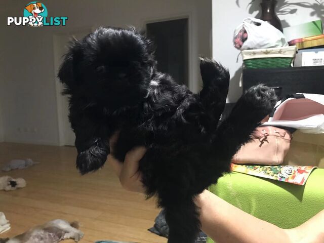 Shih Tzu puppy