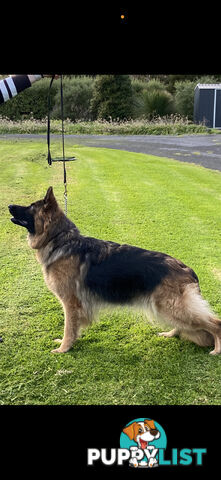 Purebred German Shepherd LSC