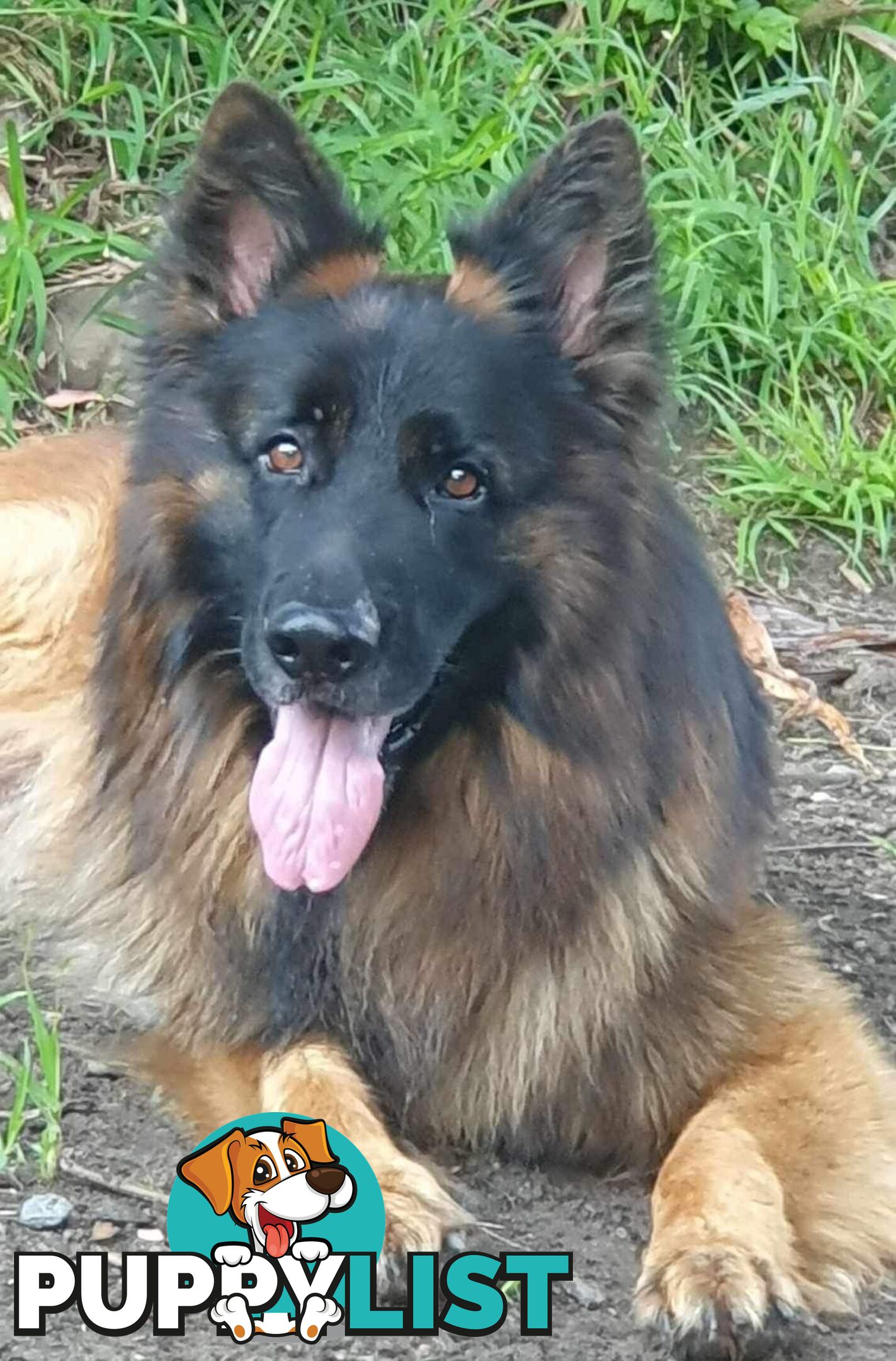 Purebred German Shepherd LSC