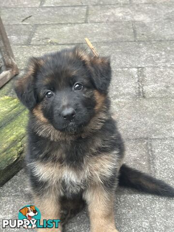 Purebred German Shepherd LSC