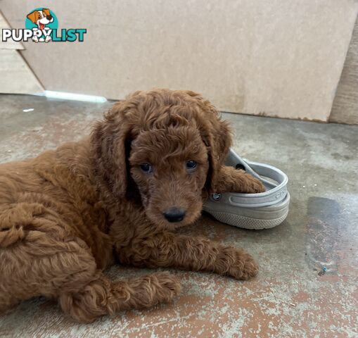 Labradoodle Puppies