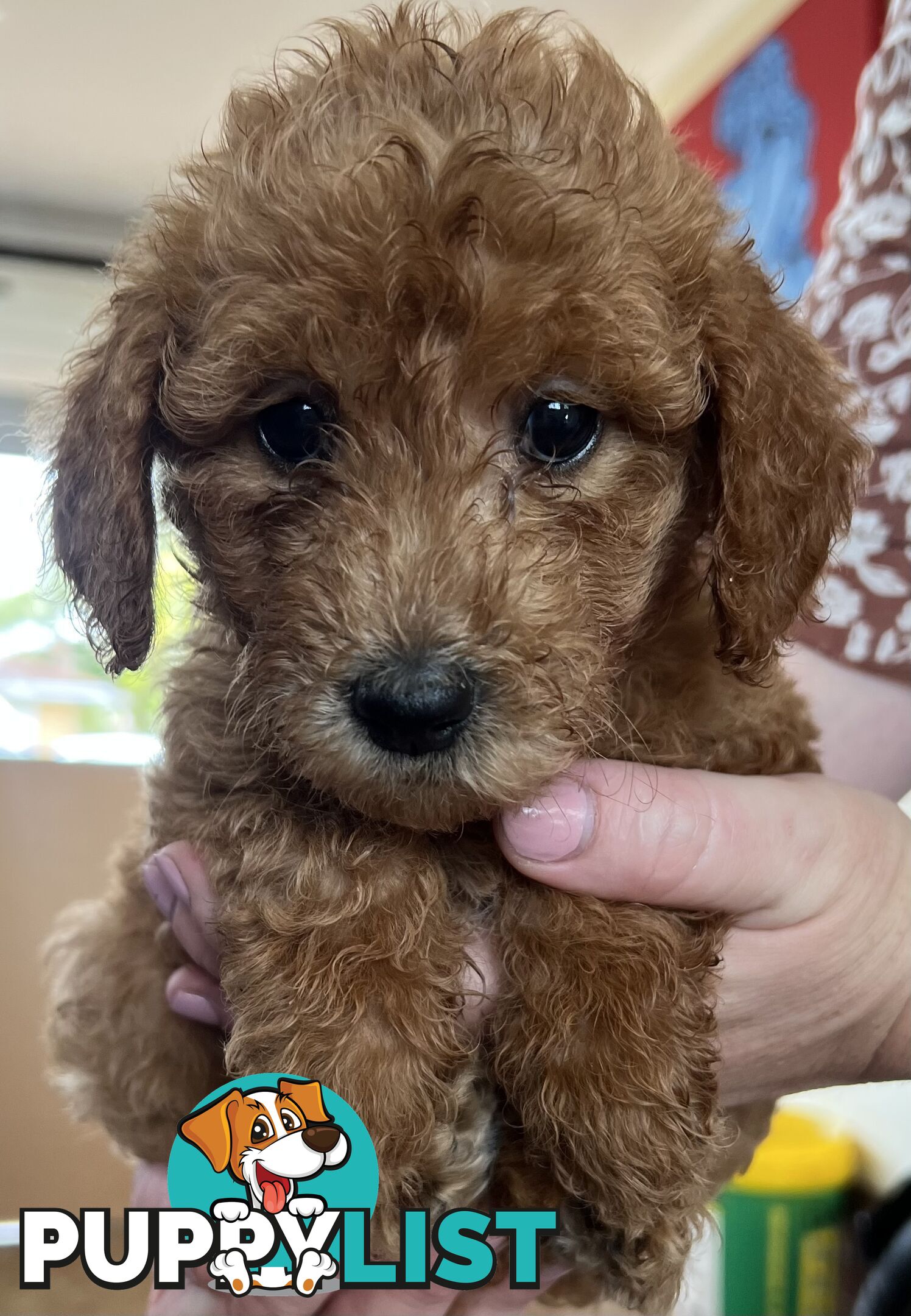 Labradoodle Puppies