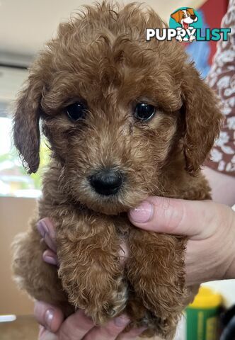 Labradoodle Puppies