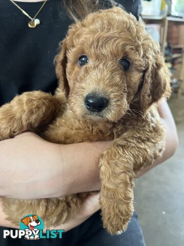 Labradoodle Puppies