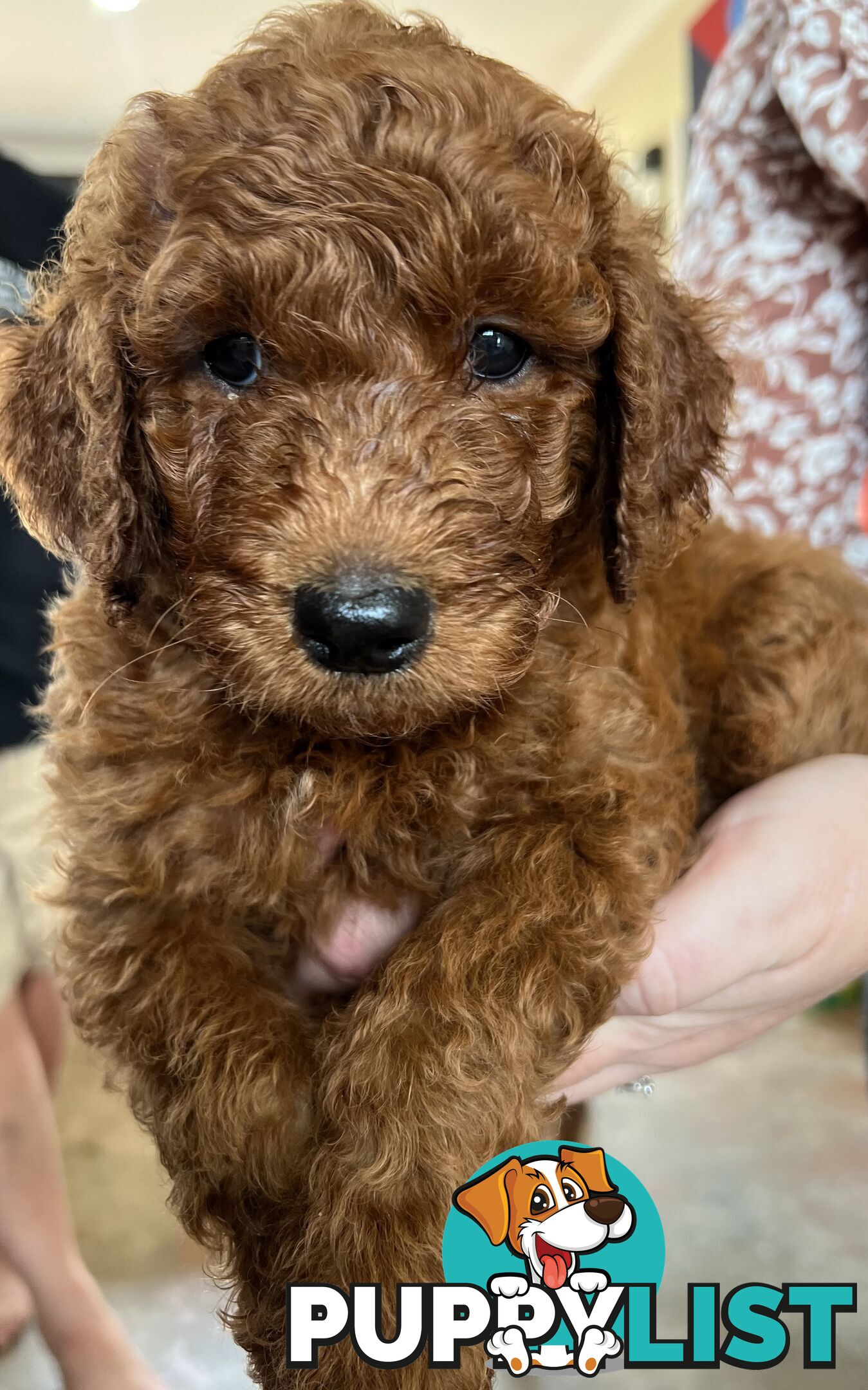 Labradoodle Puppies