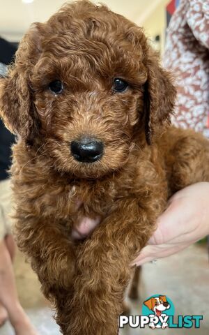 Labradoodle Puppies