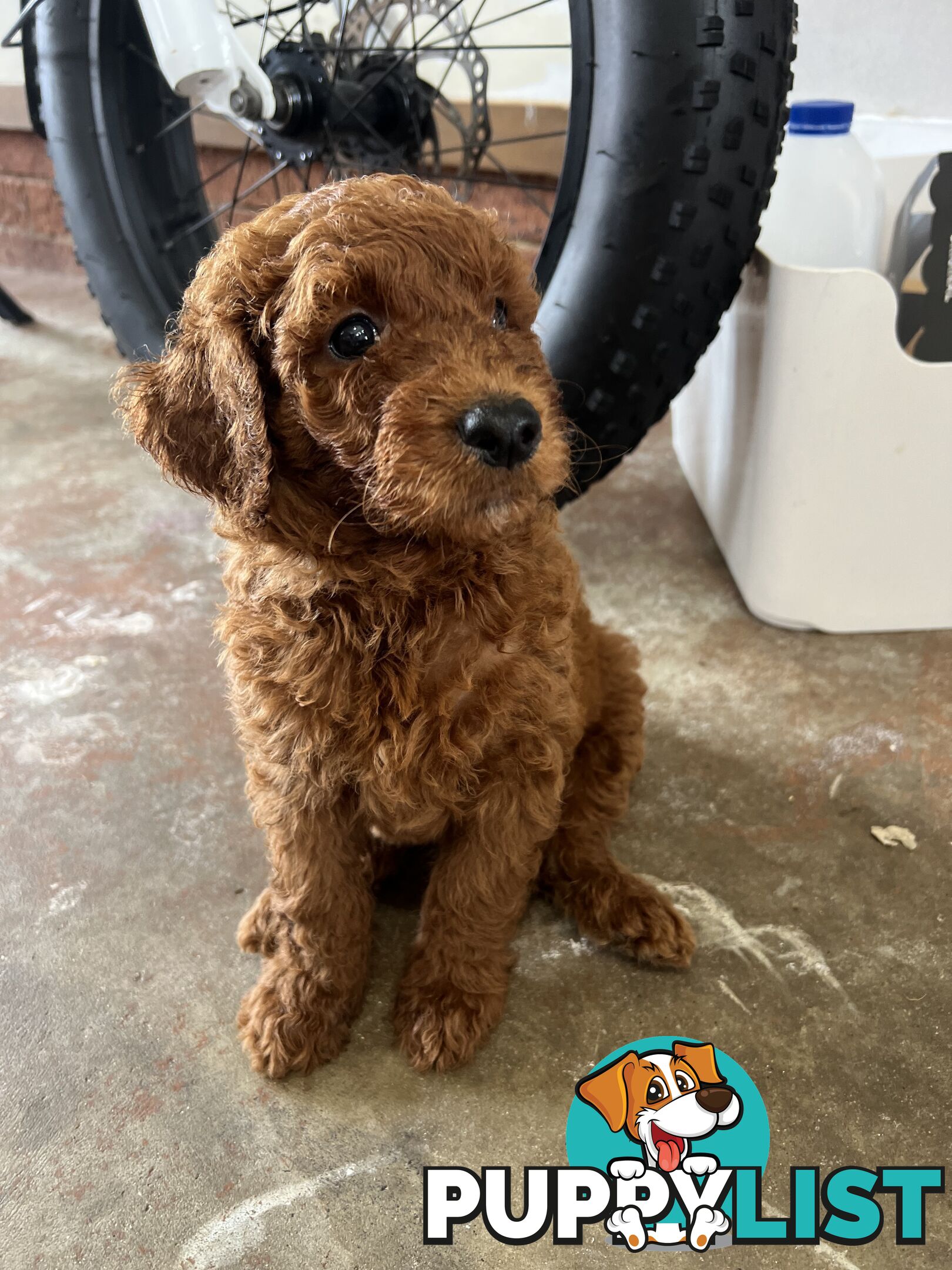 Labradoodle Puppies