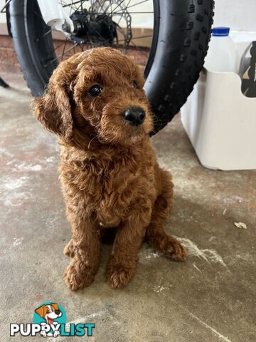 Labradoodle Puppies