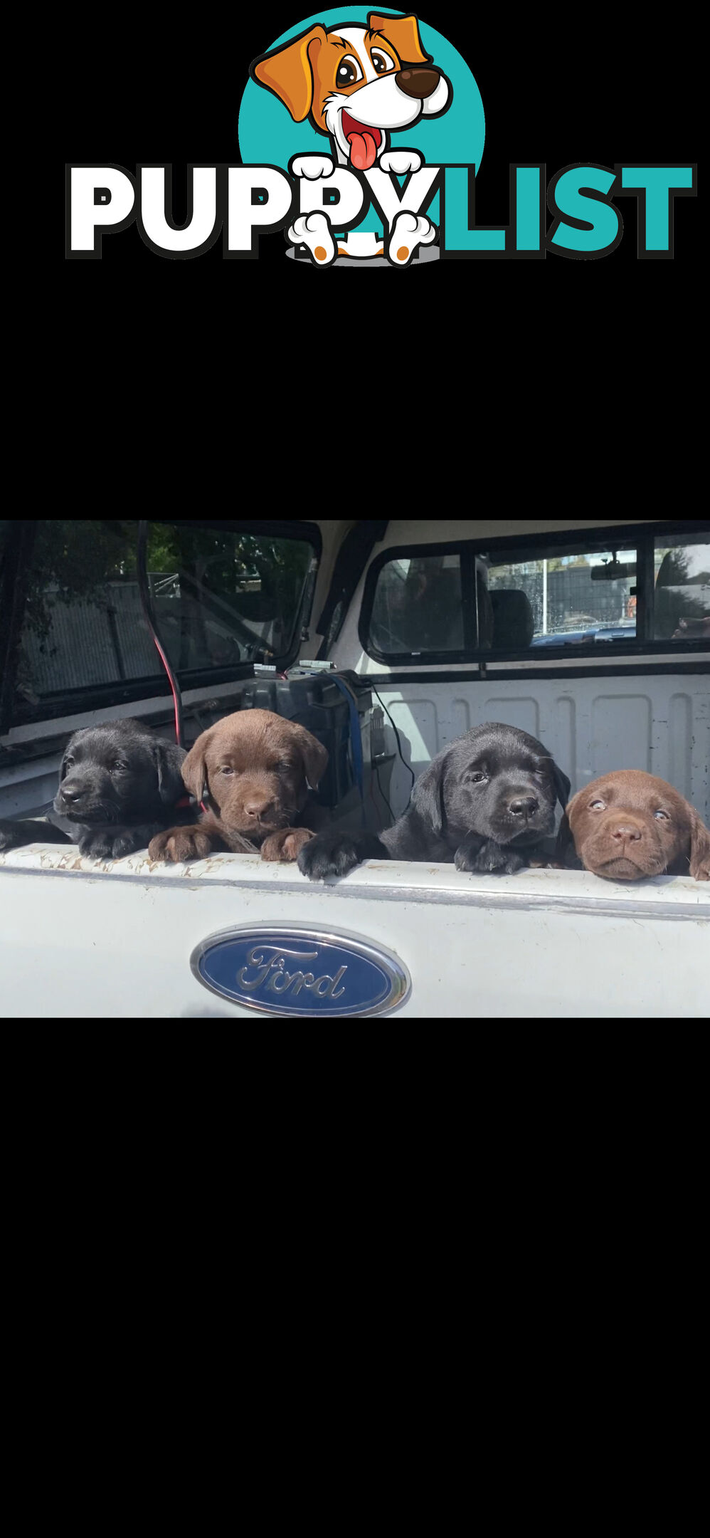 Labrador puppies