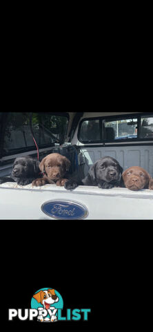 Labrador puppies