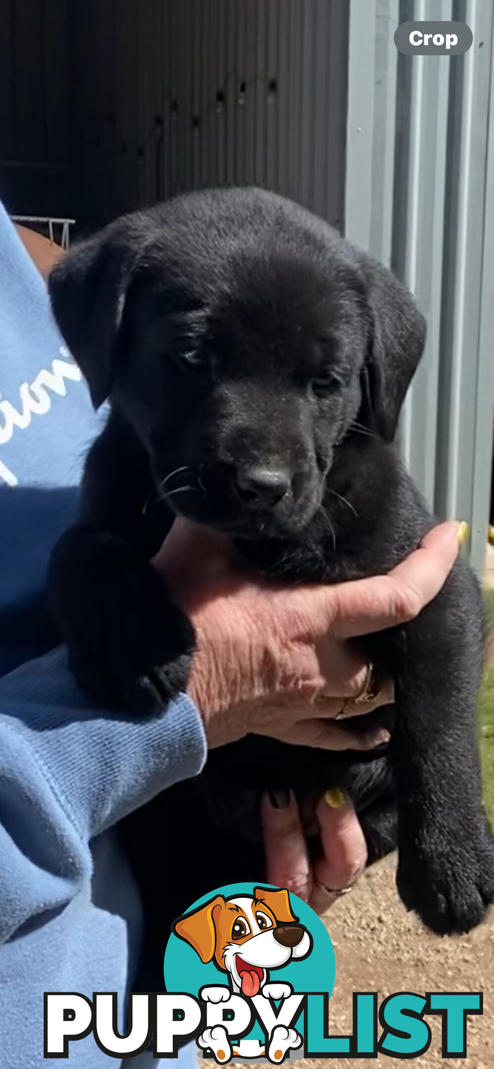 Labrador puppies