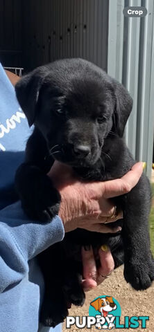 Labrador puppies