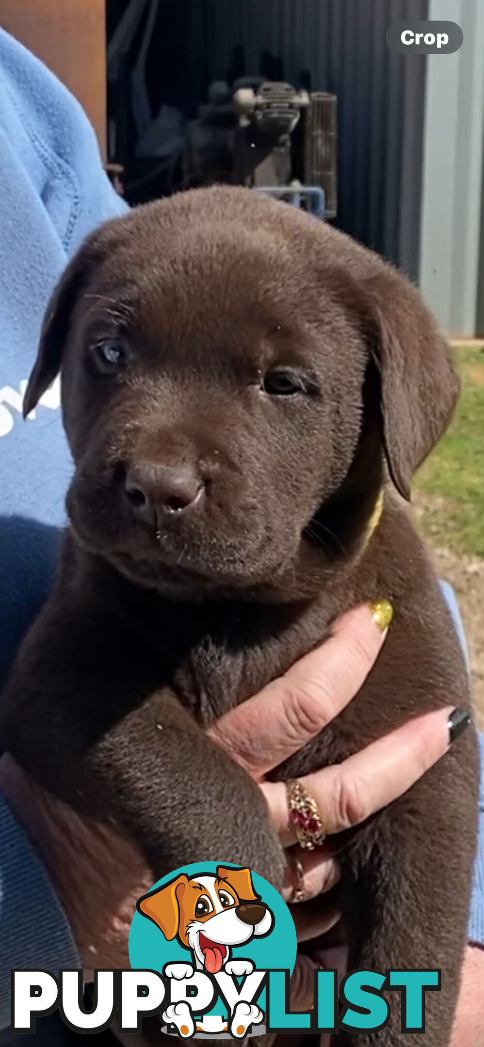 Labrador puppies