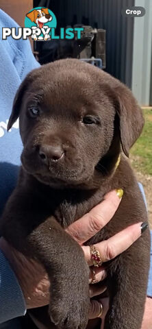 Labrador puppies