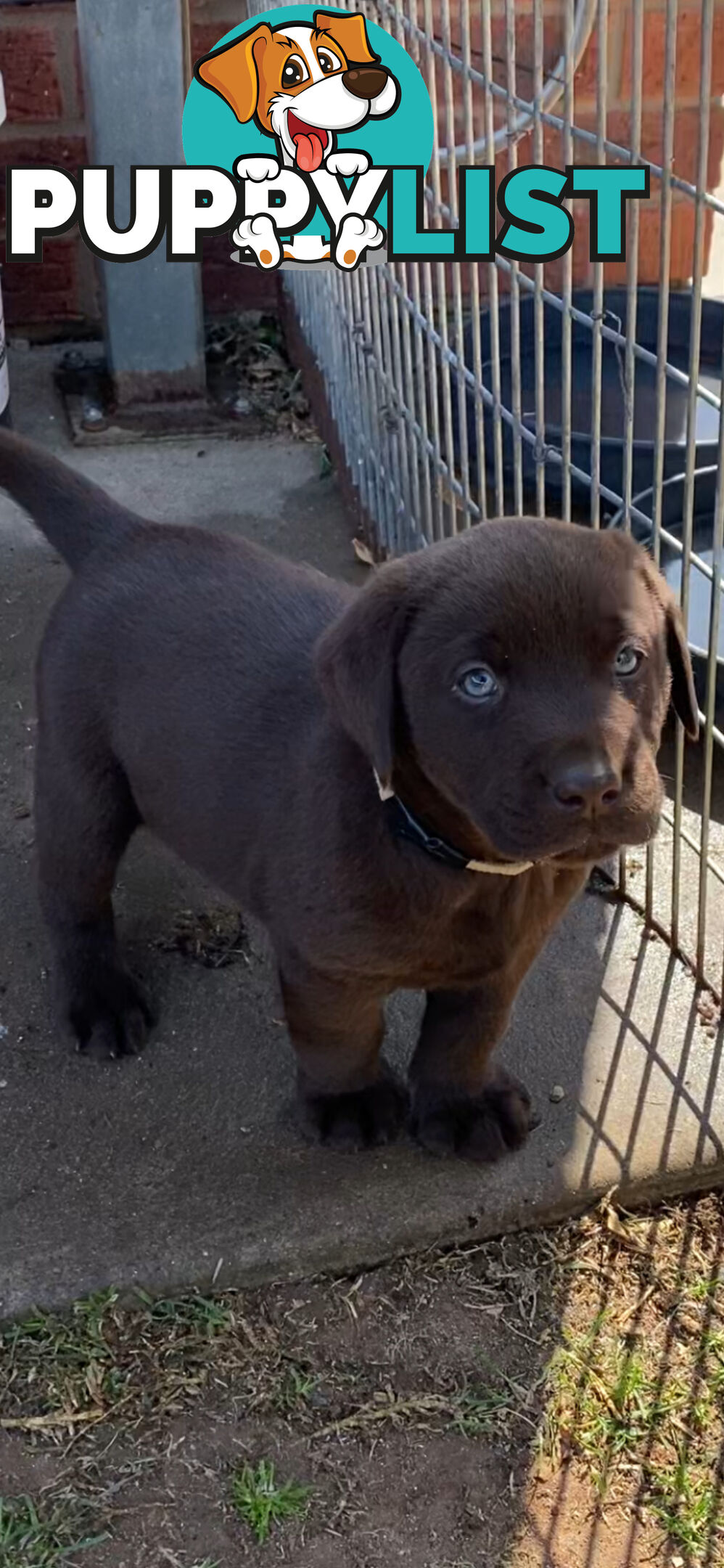 Labrador puppies