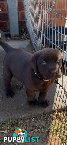 Labrador puppies