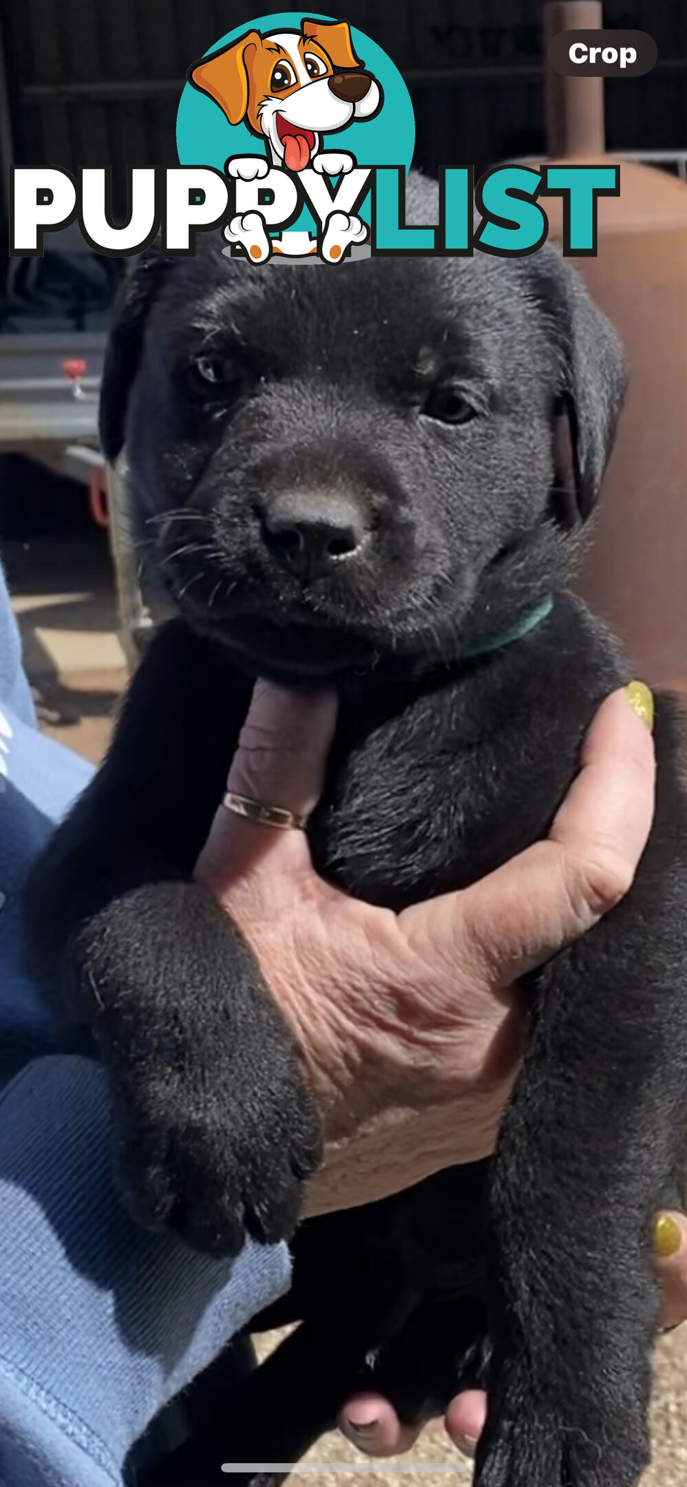 Labrador puppies