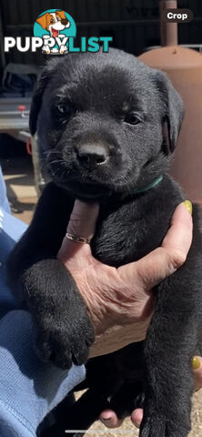 Labrador puppies