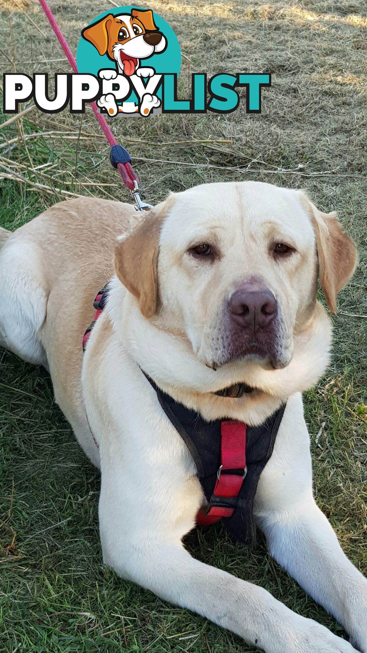 Purebred Labrador Retriever Pups