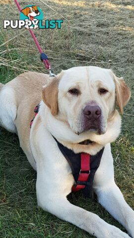 Purebred Labrador Retriever Pups