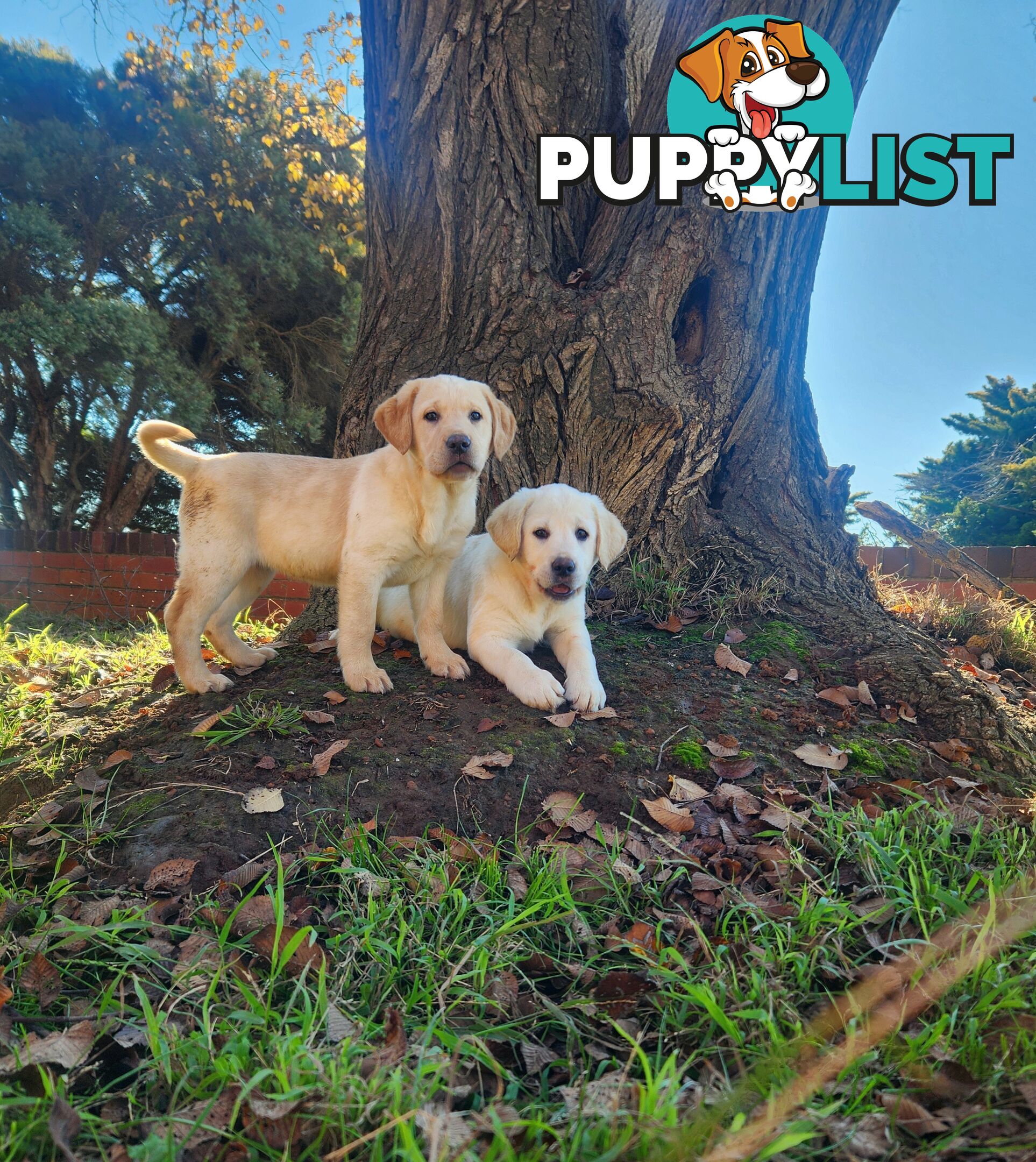 Purebred Labrador Retriever Pups