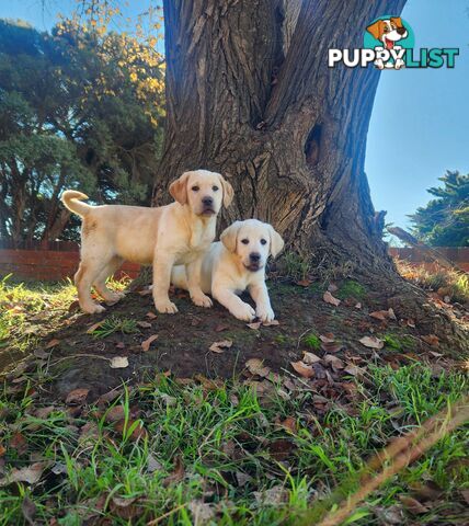 Purebred Labrador Retriever Pups