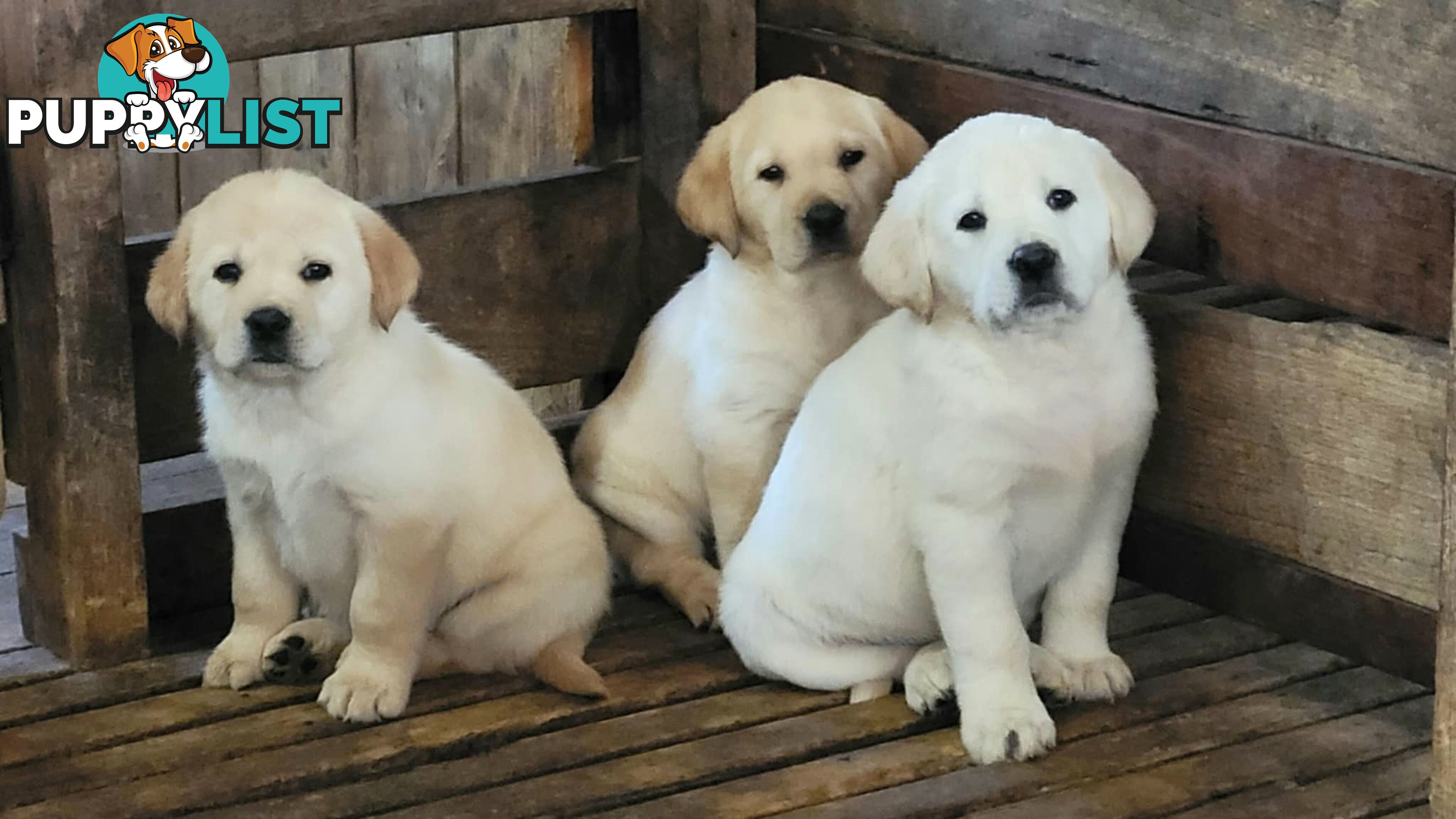 Purebred Labrador Retriever Pups