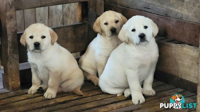 Purebred Labrador Retriever Pups