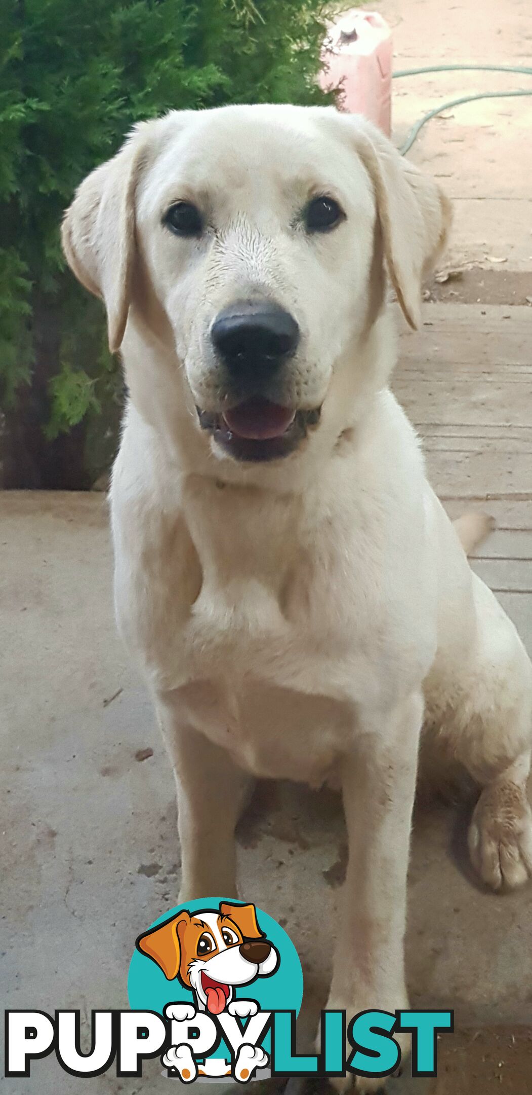 Purebred Labrador Retriever Pups