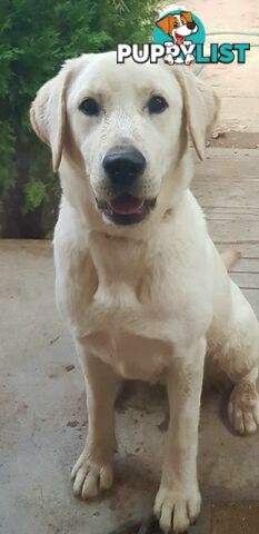 Purebred Labrador Retriever Pups