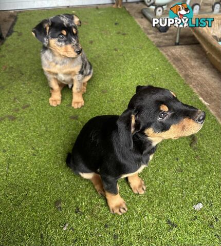 Kelpie x koolie