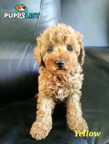 TOY CAVOODLE F1B