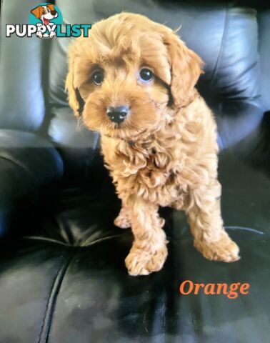 TOY CAVOODLE F1B