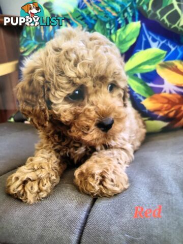 TOY CAVOODLE F1B