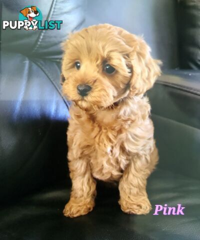 TOY CAVOODLE F1B