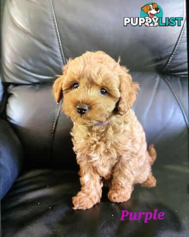 TOY CAVOODLE F1B