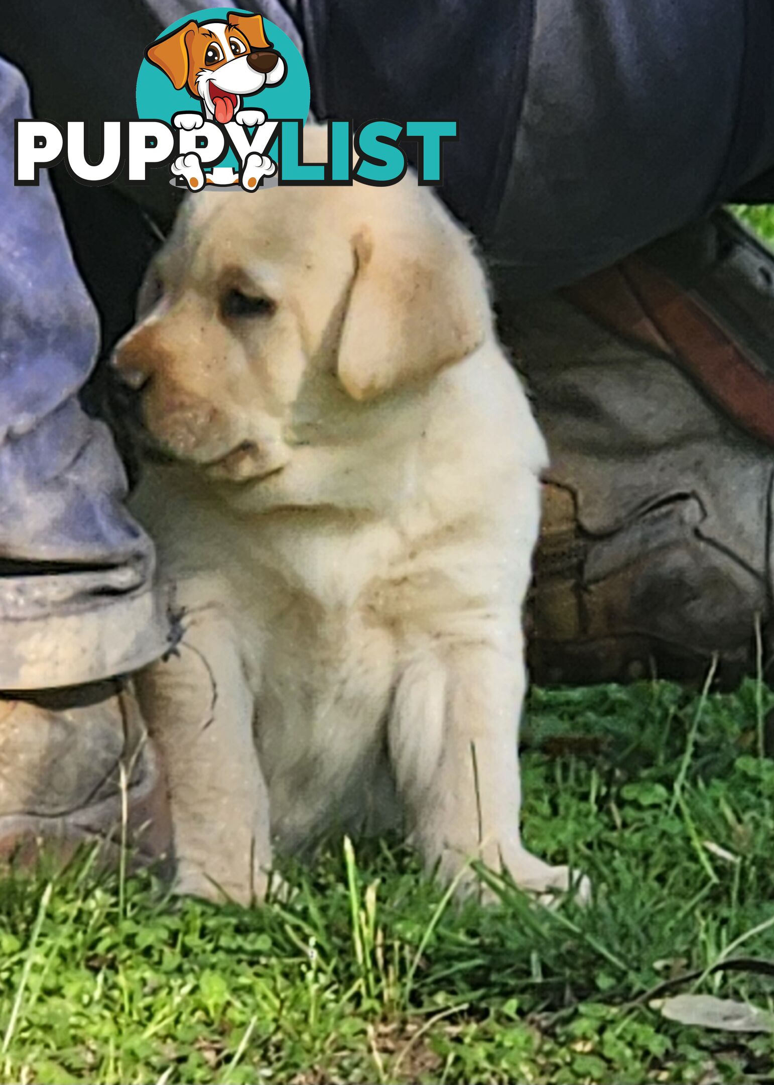 Purebred Labrador Puppies