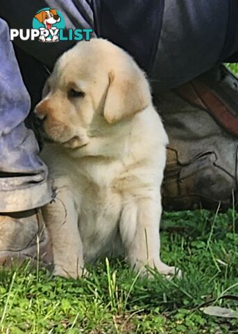 Purebred Labrador Puppies