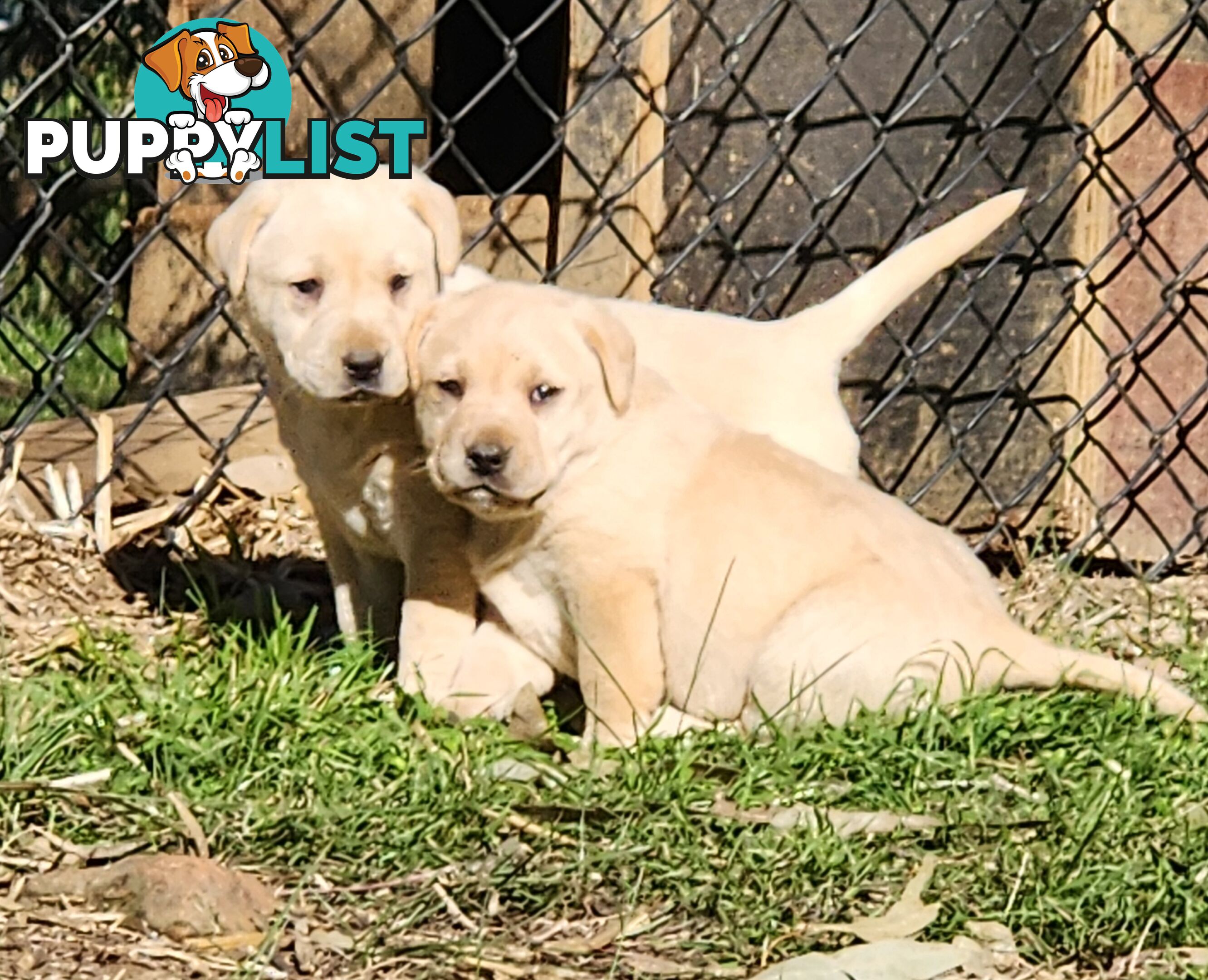 Purebred Labrador Puppies