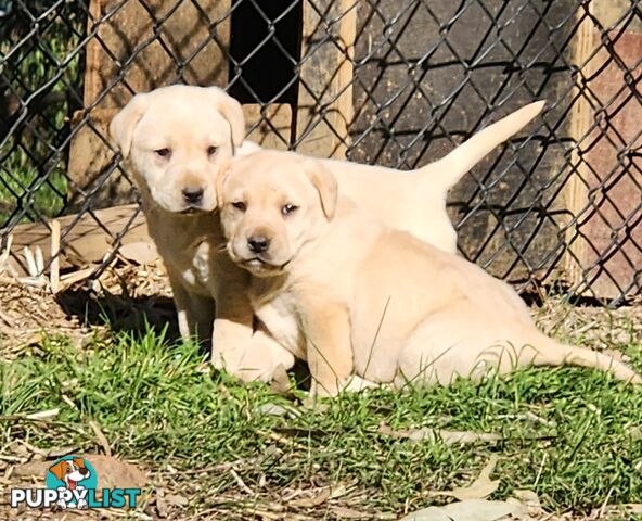 Purebred Labrador Puppies