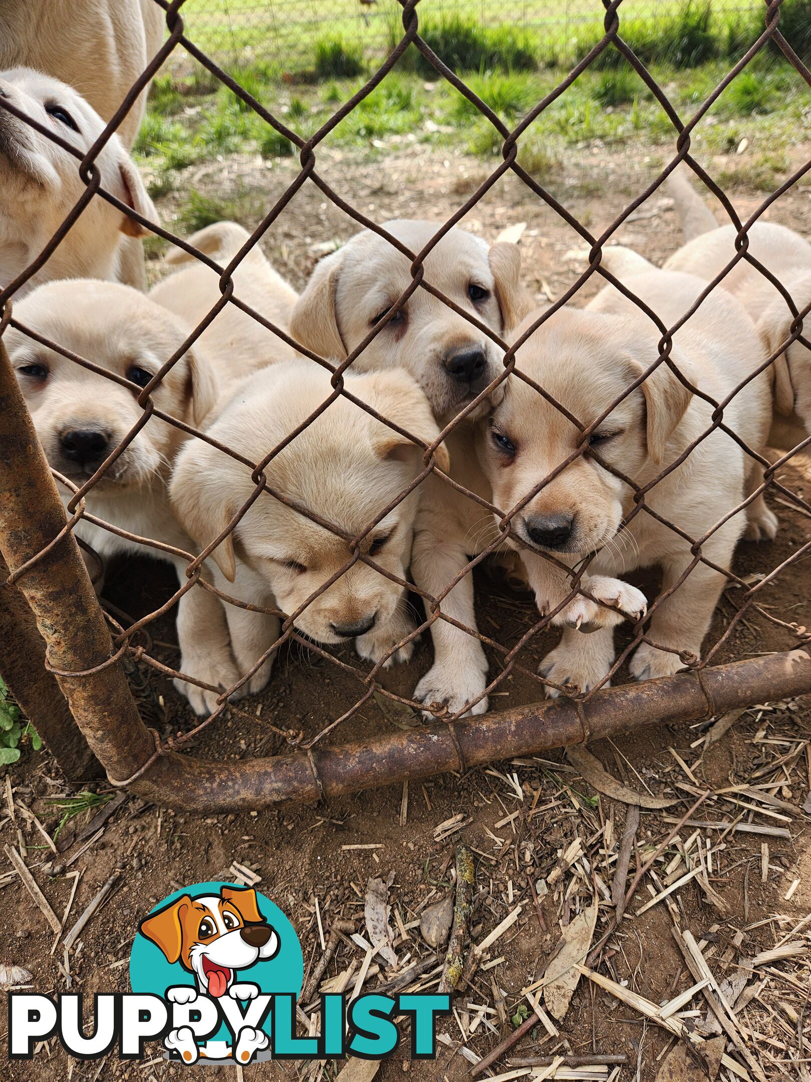 Purebred Labrador Puppies