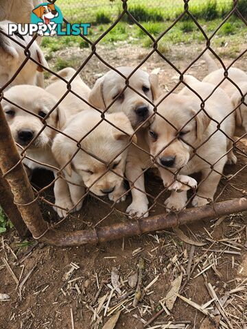 Purebred Labrador Puppies