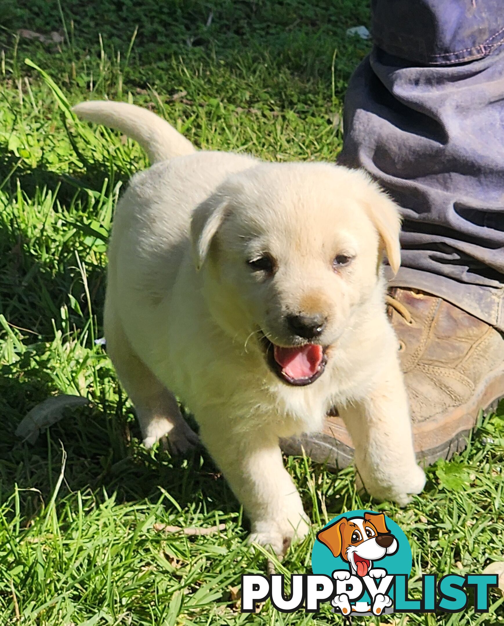 Purebred Labrador Puppies