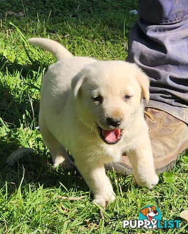 Purebred Labrador Puppies