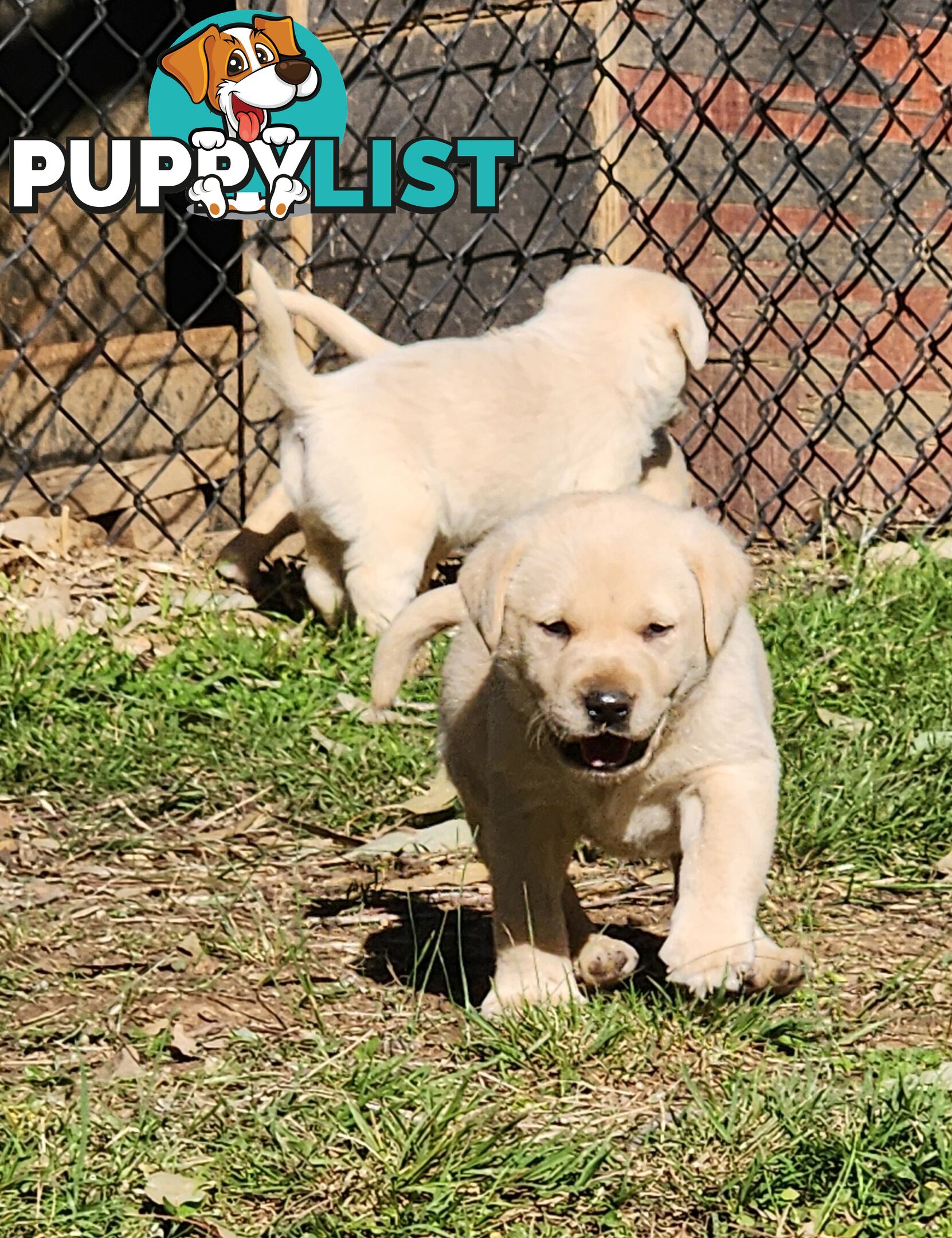 Purebred Labrador Puppies