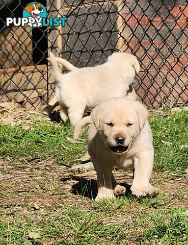 Purebred Labrador Puppies